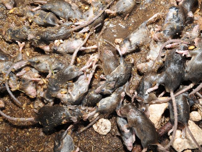 Mouse plague. Wynarka piggery farmer John Gregory and mice that are becoming so hungry they are attacking his pigs - drowned mice from overnight traps.