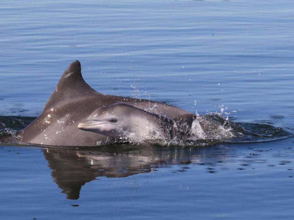 Port River dolphins | The Advertiser