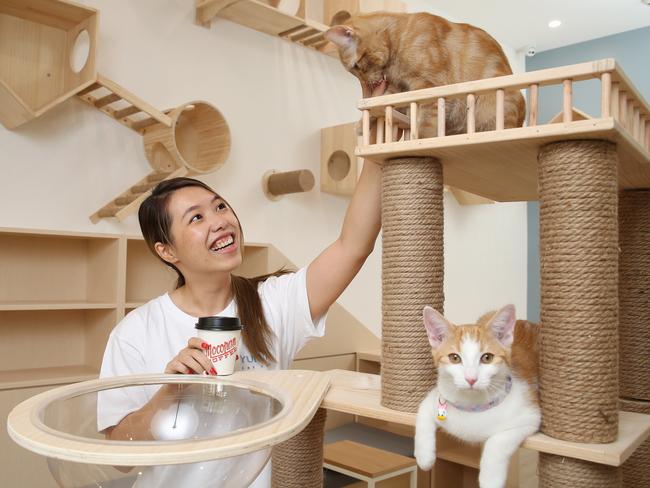 Maggie Jin is opening the Yumiao Cat Cafe in Waterloo. Where people can bring their cats or just have a coffee. Picture: David Swift