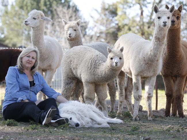 Sonia Crestani and her family breed alpacas on the farm. Picture: AAP Image/David Swift