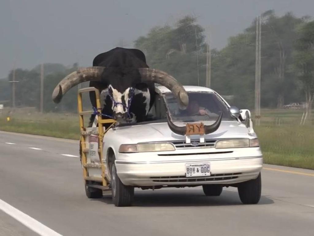 Lee Meyer and his Watusi bull, Howdy Doody, of Neligh, Nebraska were pulled over by Norfolk Police for traffic violations and given a warning. Image: courtesy of News Channel Nebraska