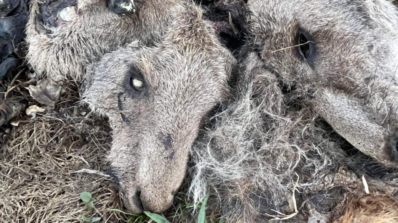 The kangaroos were found in a suburban Melbourne park.