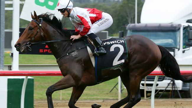 Maurus and jockey Damian Browne will be hoping they can add the $175,000 Listed Caloundra Cup to their recent Ipswich Cup success. Picture: Liam Kidston