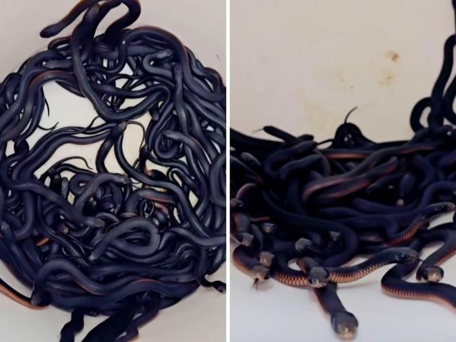 More than 100 snakes were found in a western Sydney backyard. Picture: Facebook/Reptile Relocation Sydney.