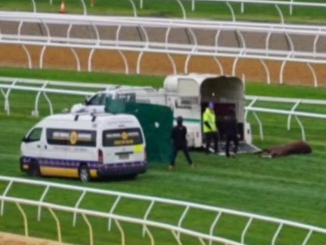 Horse reportedly dropped dead at Flemington. Picture: Facebook/Coalition for the Protection of Racehorses
