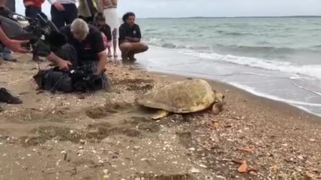 Quoin Island turtle released back into ocean | The Courier Mail