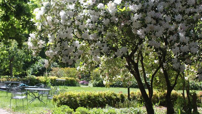 A white rhododendron in bloom at Waldorf Leura Gardens Resort.