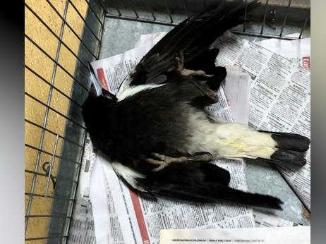 Southport locals rushed a number of sick magpies found in their suburb.