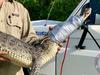 Croc caught near casino, another spotted at the beach