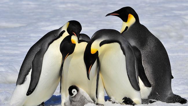 Emperor Penguins with chick fight for adopting