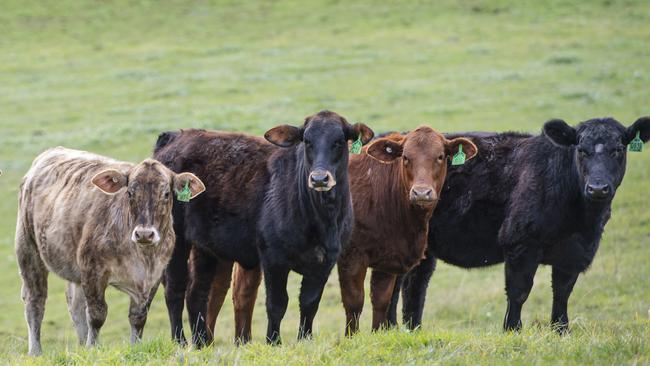 Beef cattle. Picture: Zoe Phillips