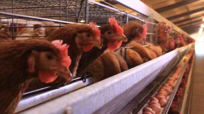 Victorian farmers are calling for the government to pause its phase out of cages eggs to get more cartons in supermarkets. Picture: Australian Eggs