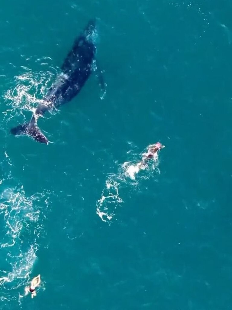 The whales at Bondi. Picture: Picture: @sharkdroneapp on Instagram