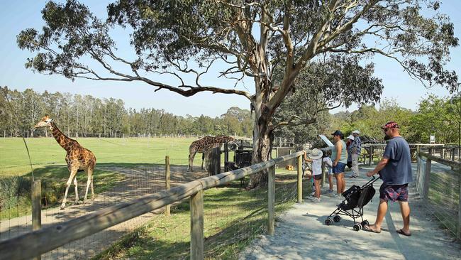 Mogo Zoo - pictured before the bushfires - is a popular tourist destination for tourists to Batemans Bay and the NSW south coast, as well as home to many endangered animals. Picture: Tim Hunter