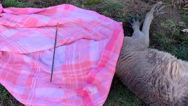 Part of an arrow was removed from a kangaroo in Whittlesea. Police are investigating.