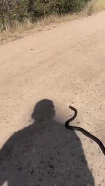 Eastern Brown Snake Squares Up to Snake Catcher After Relocation