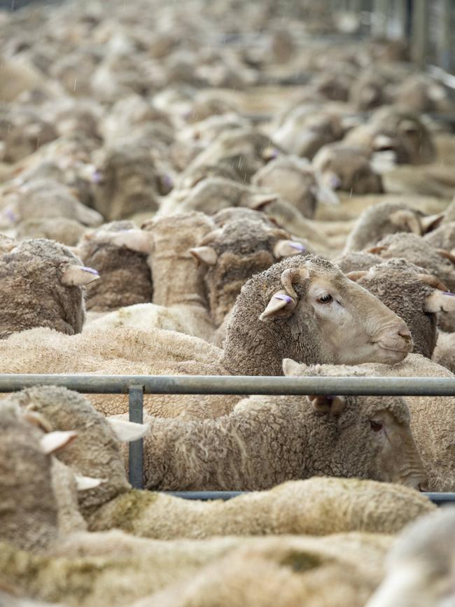 Mutton prices are expected to rise and fall through spring as processors juggle big numbers of lambs.