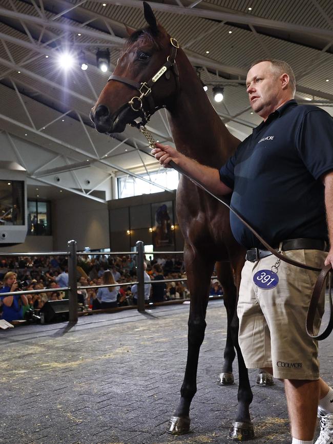 Foaling manager Paddy Sheehan from Coolmore Stables with Lot 391 – better known as Winx’s filly. Picture: Richard Dobson