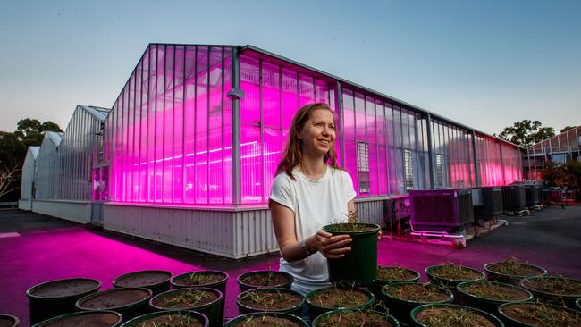 Associate Professor Bettina Berger outside the specialised greenhouse, which is used to experiment with faster-growing plants. Picture Matt Turner.