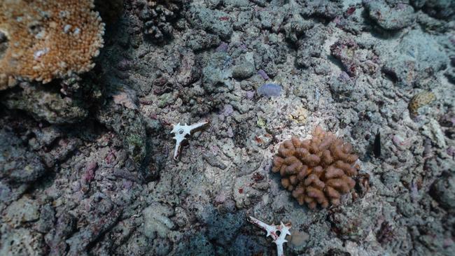 Australian Institute of Marine Science scientists have deployed coral seeding devices to Agincourt Reef in an effort to regenerate coral and ultimately restore reefs that have been affected by mass bleaching. Photo: Supplied.