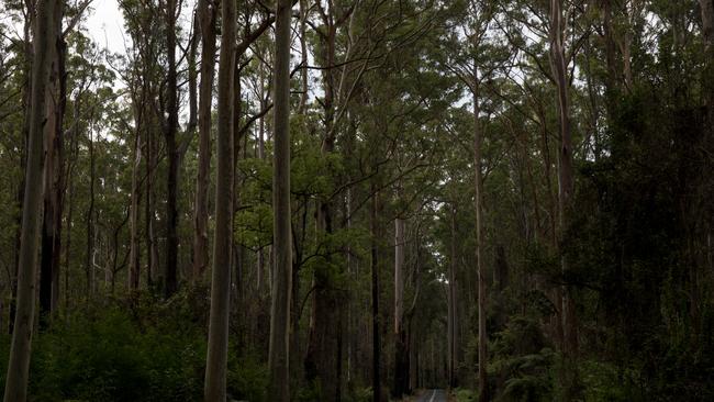 East Lynne forests, near Brooman State Forest, in the Shoalhaven area. Picture: Nathan Schmidt