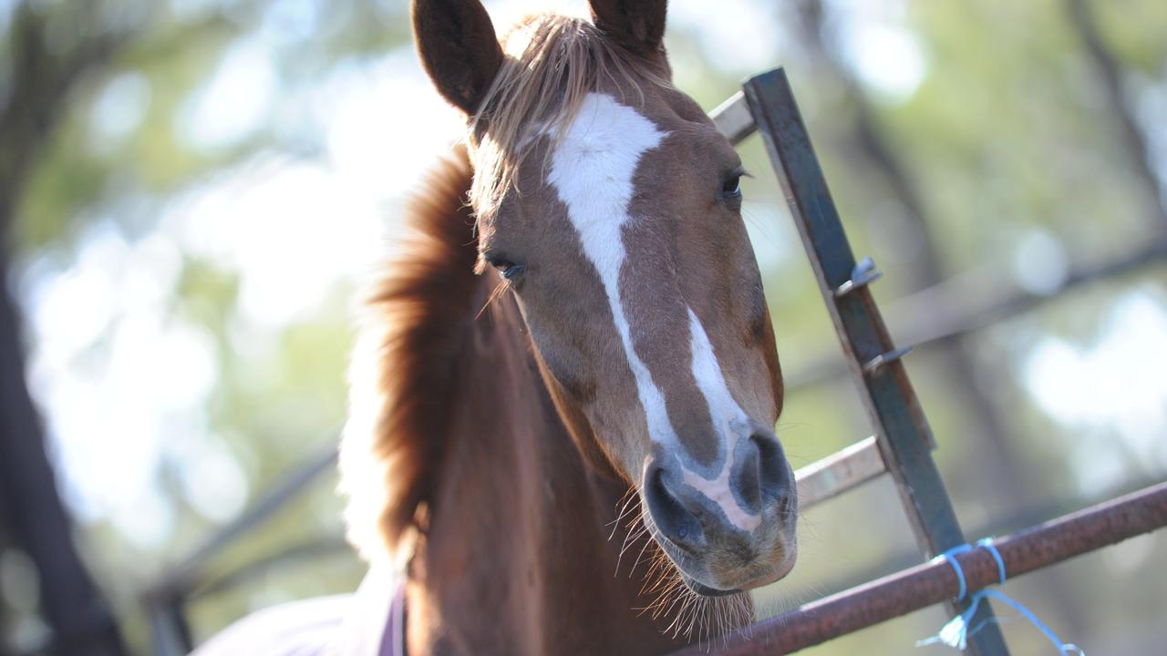 At least 10 horses have died suddenly under mysterious circumstances.