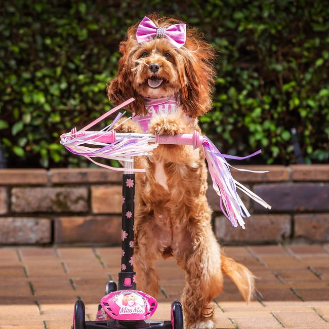 Sassy Miss Mia is Insta-famous for riding a scooter.