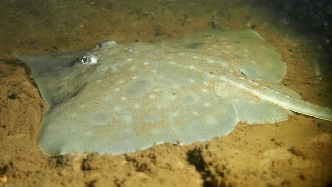 Federal Environment Minister Tanya Plibersek has written to the Tasmanian government to warn that the maugean skate, found only in western Tasmania’s remote Macquarie Harbour, is “at very high risk of extinction”.