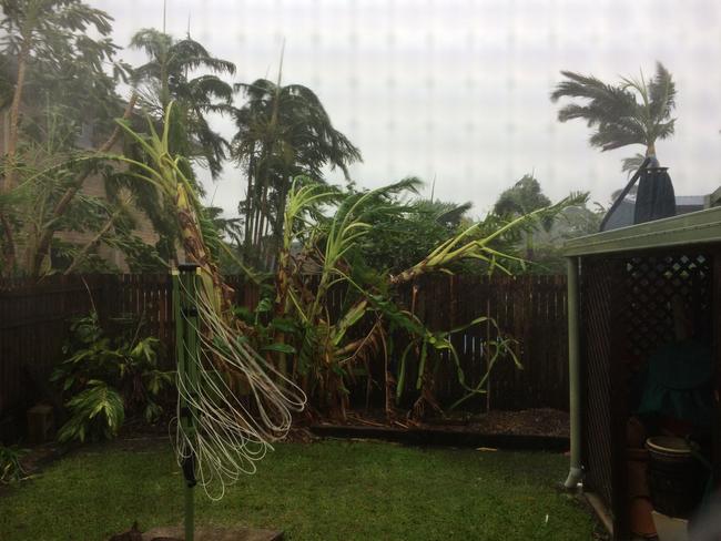 Glen and Lisa Steele are in the firing line of Cyclone Debbie at their Proserpine home... but the bananas are still hanging on! Picture: Supplied