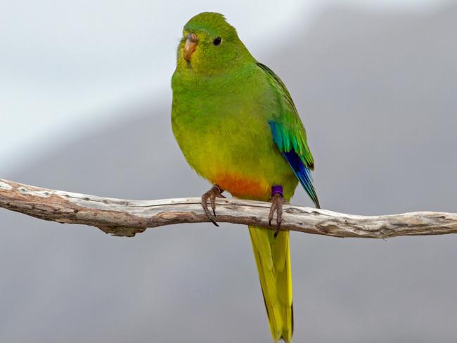 A wild juvenile orange-bellied parrot at Melaleuca. Picture: DPIPWE