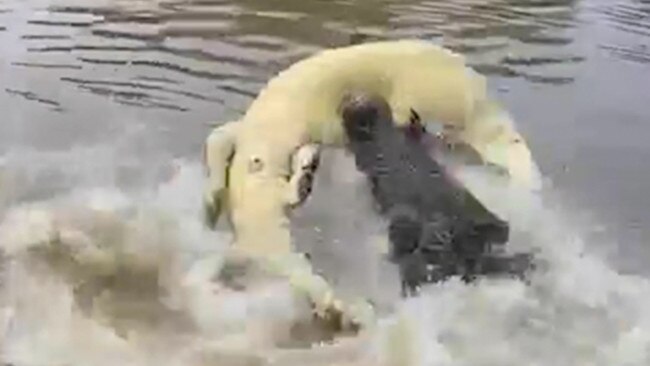 Turbo the croc managed to escape with a few battle scars. Picture: Supplied