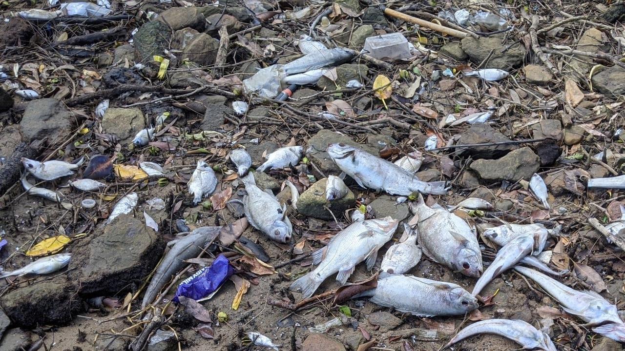 A fish kill at Rydalmere, a large group of dead fish taken by a passer-by. Picture: Supplied