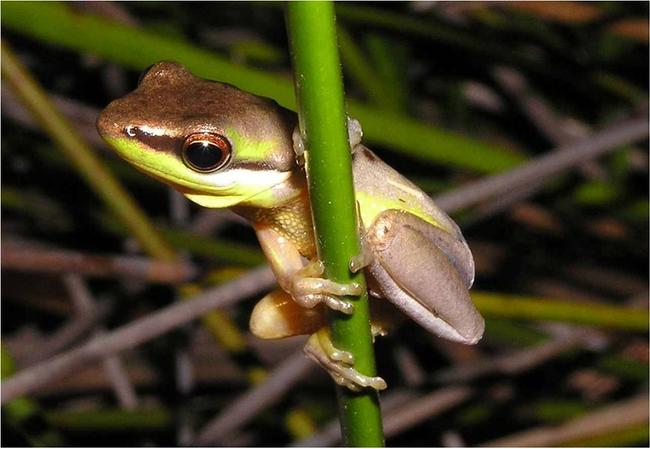 Kings Forest has been approved subject to provisions to protect local koalas and the rare Wallum Sedge Frog (pictured).