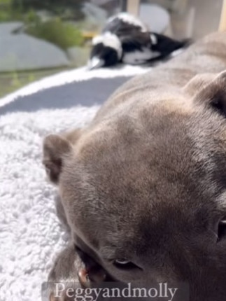 He was reunited with his best friends, Peggy and Ruby, who are Staffy dogs. Picture: Instagram