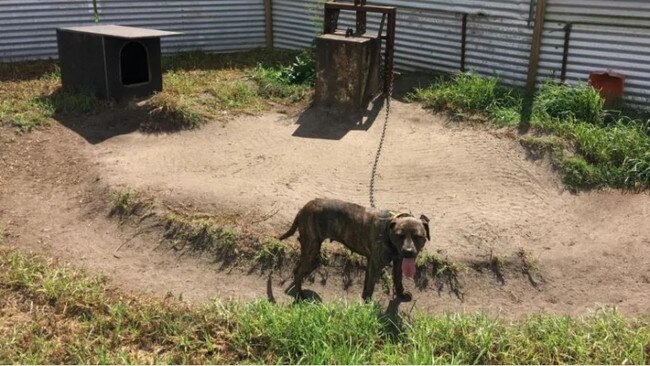 Jared Nathan Trenear pleaded guilty to a raft of charges, including dog fighting and depriving dogs of basic means of survival. Photo: Supplied