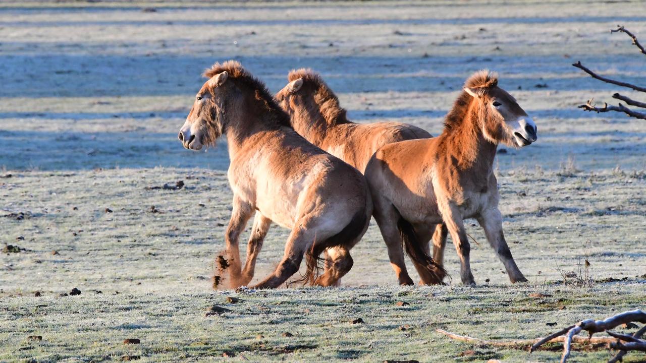 Przewalski’s horse in dawn frolic. Dawn picture: Geoff Brooks, Monarto Safari Park