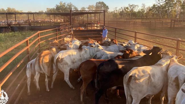 NT Police Taskforce Starlight detectives DNA tested 1200 head of cattle at a Sturt Plateau station believed to be a stolen herd and their offspring.