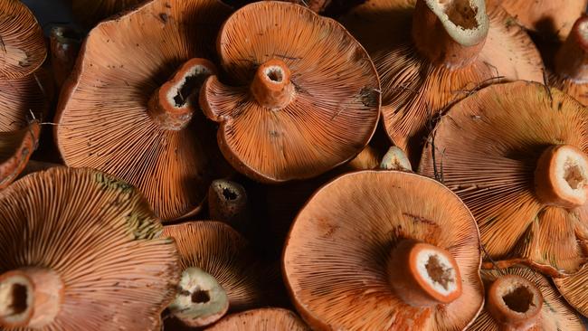 Customers are enjoying these stunning pine mushrooms. Picture: Josie Hayden