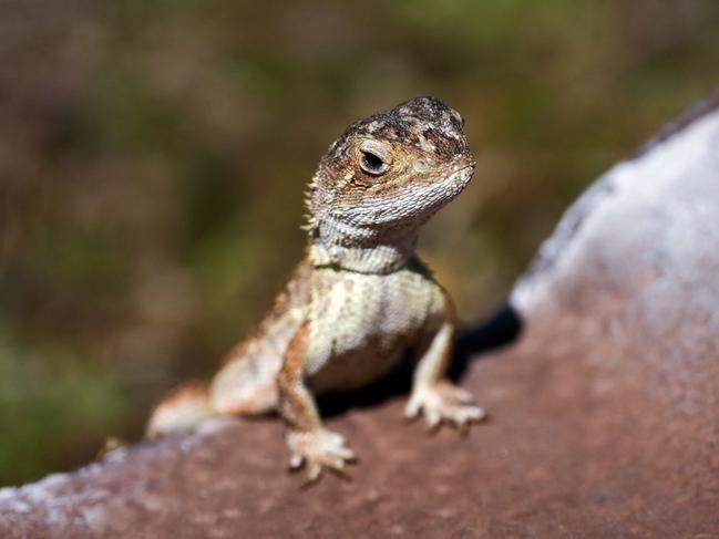 The rediscovery of the Victorian grassland earless dragon in Melbourne’s west has been holding up housing across Melbourne’s fringe. Picture: David Gray