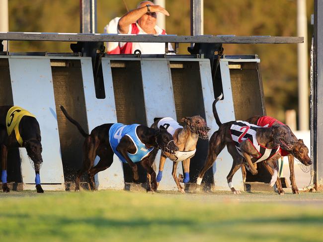 Five Queensland greyhound trainers banned for life for live baiting ...