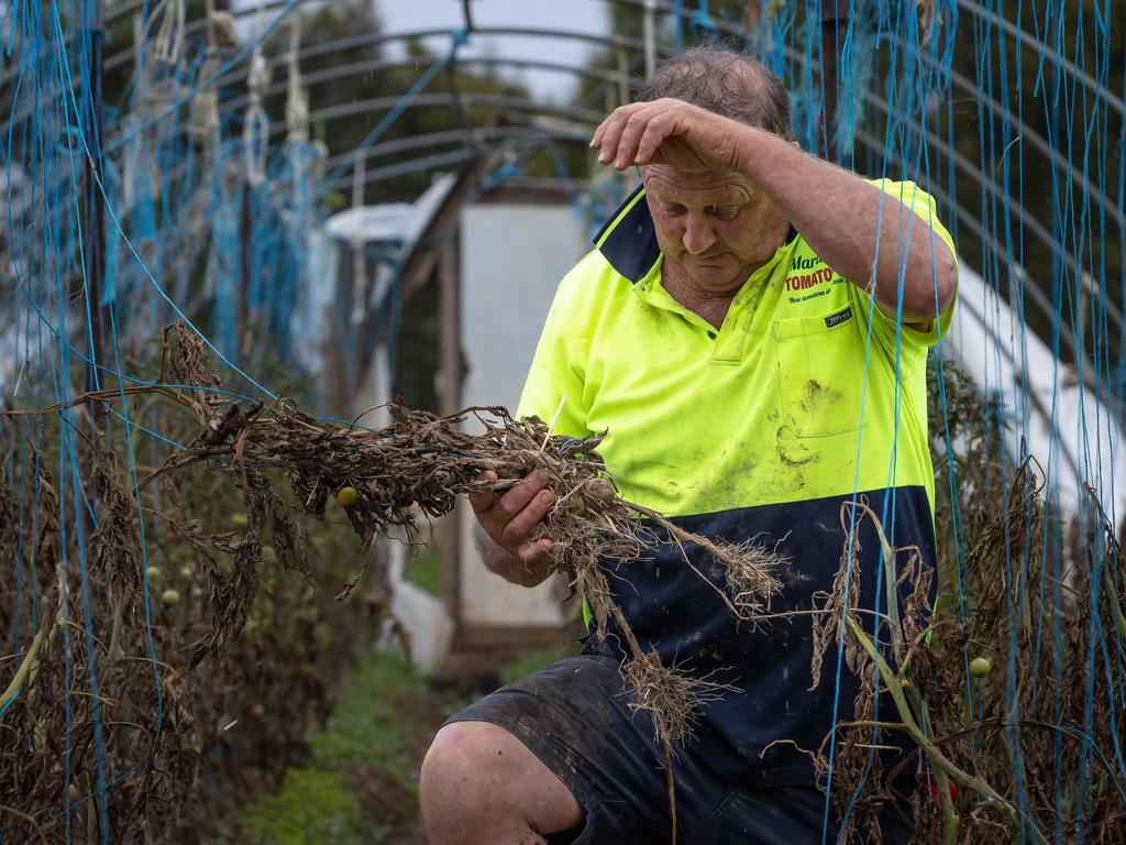 Mr Martin said of his tomato farm, “It just looks like a bomb has hit it”. Picture: Jason Edwards