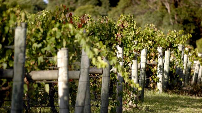 REALESTATE.  Snapshot of Margaret River.  Generic vineyard pic.  Photos: Natalie Slade