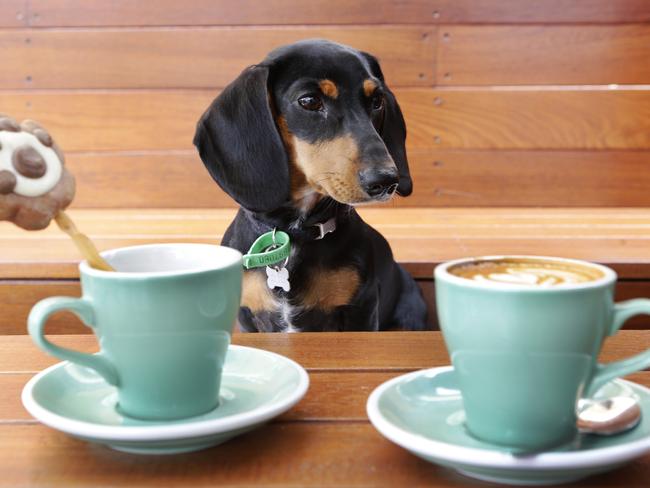 COURIER-MAIL TASTE - Winston, with a lolli-pup in a cup , and a coffee, at Atticus Finch, a dog friendly cafe in Paddington. Pic Anthony Weate