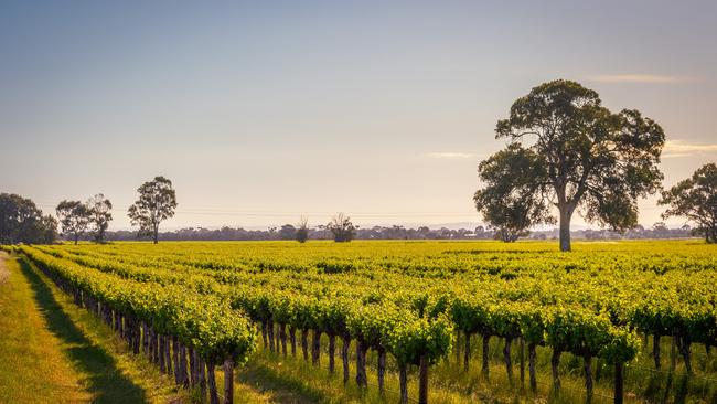 The vines at Lake Breeze Langhorne Creek. Picture: John Kruger