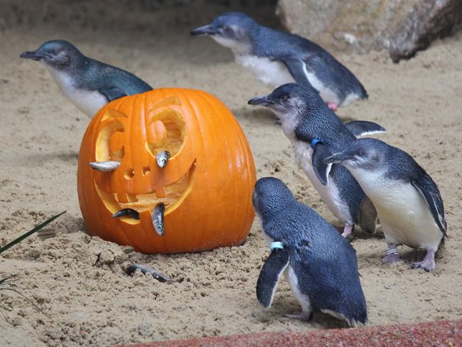 Little Penguins were one of the attractions at the Manly Sea Life Sanctuary.