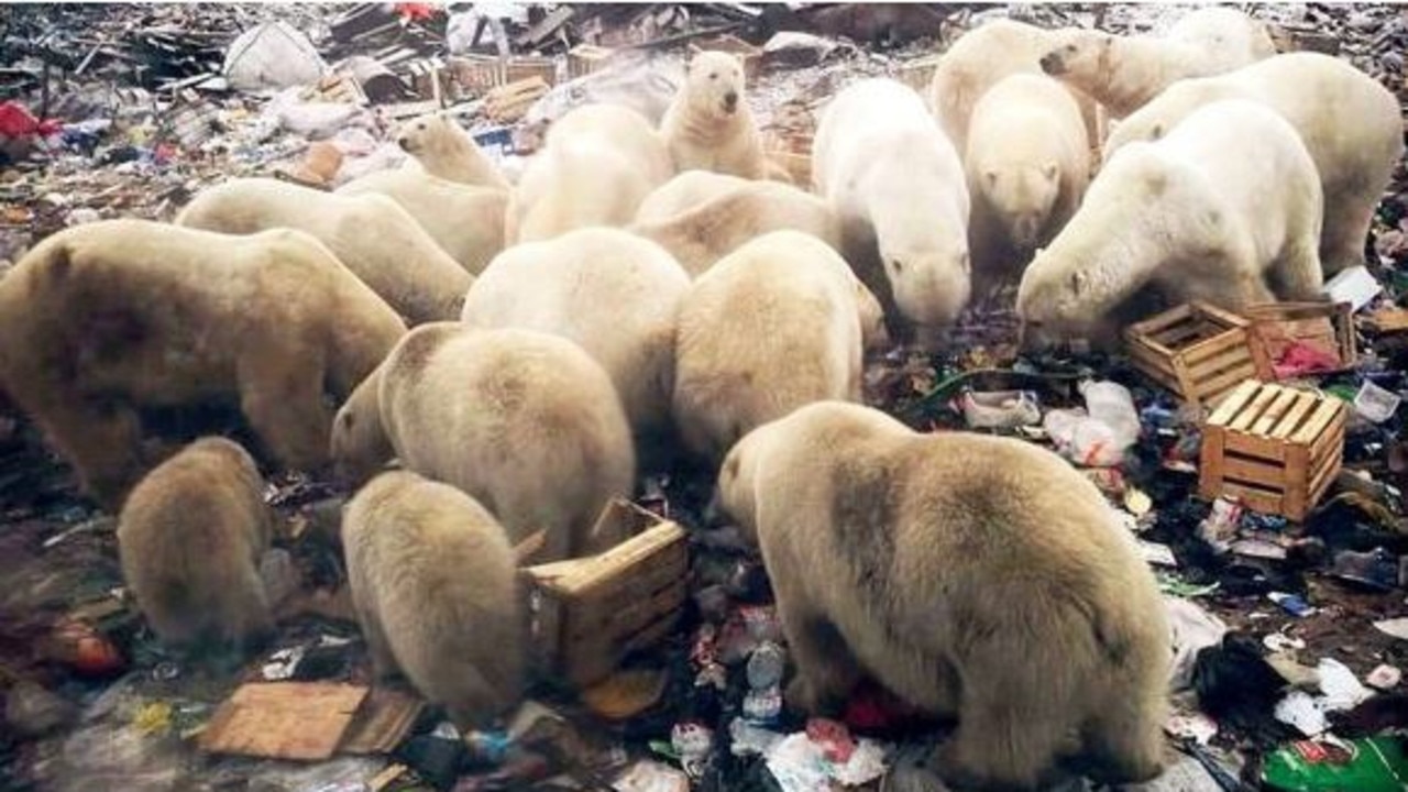 A polar bear frenzy in the Novaya Zemlya archipelago. More than 50 polar bears have been terrorising residents in a remote Arctic archipelago in Russia. Picture: Siberian Times