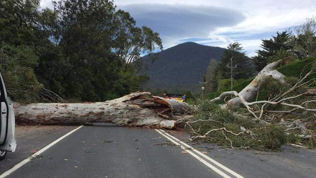 A tree fell over on the Maroondah Highway in Healesville. Picture: Supplied