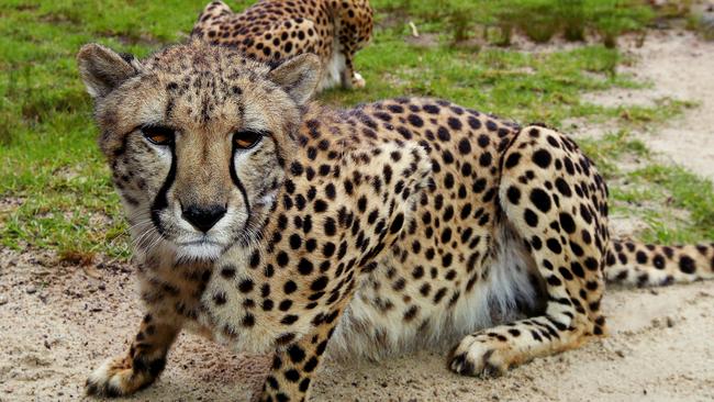 Symbio Wildlife Park in Helensburgh recently welcomed two female cheetahs from Taronga Western Plains Zoo in Dubbo, named Ahdayzay and Zola. Picture: Toby Zerna