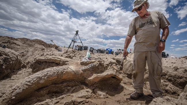 Paleontologist Gary Morgan stands Thursday, June 12, 2014, over a the fossil of a stegomastodon skull discovered in a remote area of Elephant Butte State Park, N.M., this week. Once the fossil is completely unearthed, it will be transported to Albuquerque, N.M. (AP Photo/Albuquerque Journal, Roberto Rosales)