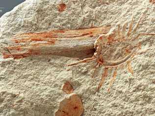 FASCINATING FIND: Queensland Museum's Dr Andrew Rozefelds (inset) was part of the team that discovered the new horsetail fossil south of Gladstone. Picture: Qld Mus